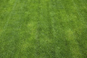 "perfect cut fresh grass field, lawn."